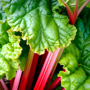 rhubarb