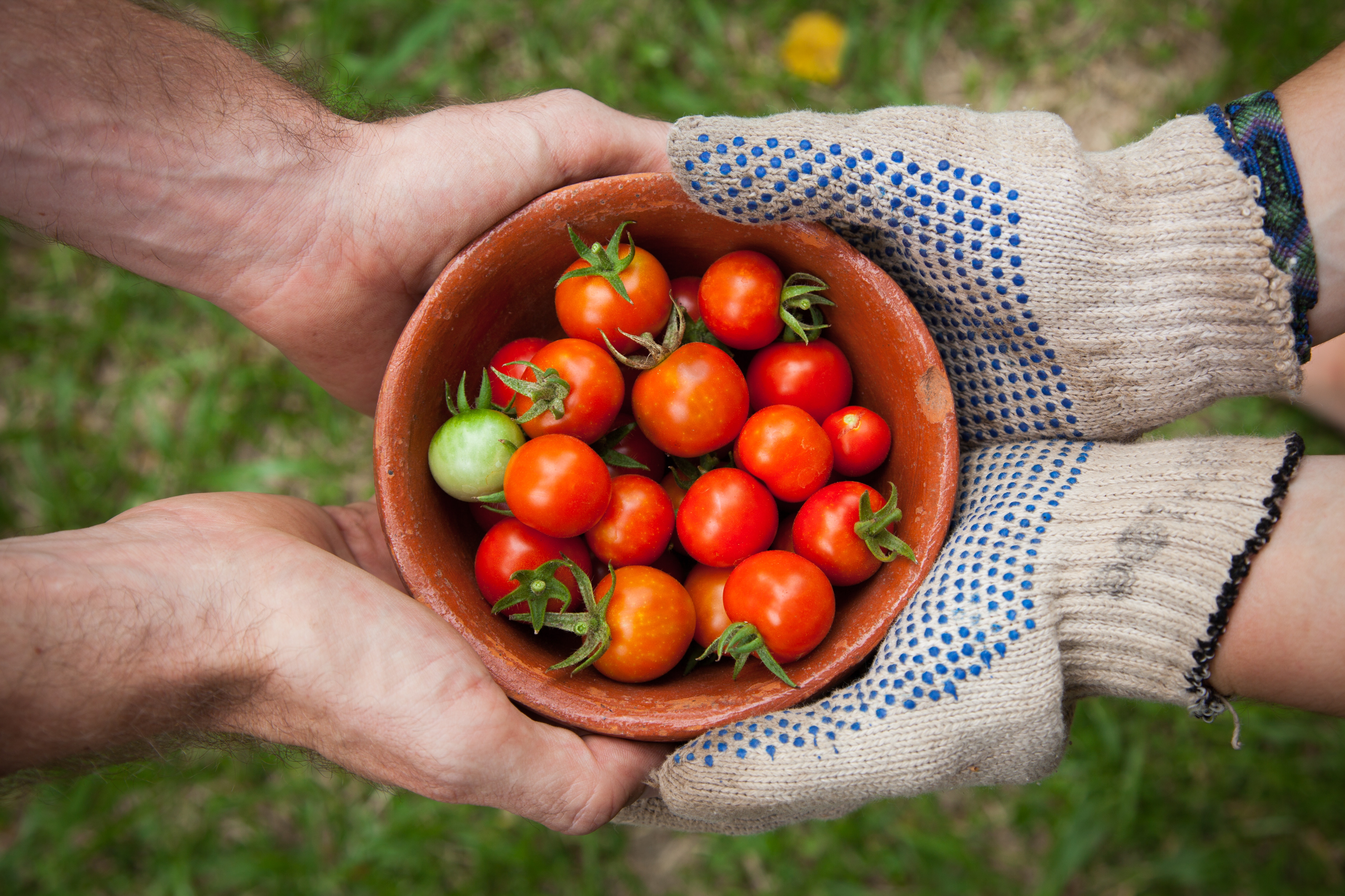 Hands and Tomatoes