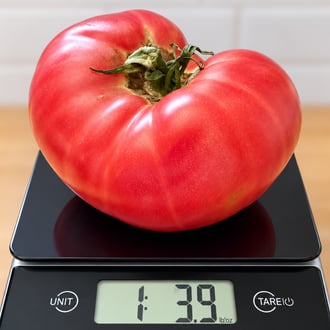 The Tomato Summer of 2026 Drought, Deluges and Dewdrops